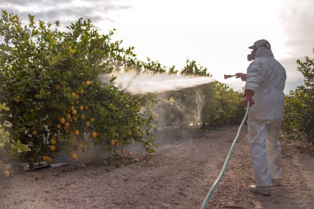 Best Insect Control  in Estelle, LA