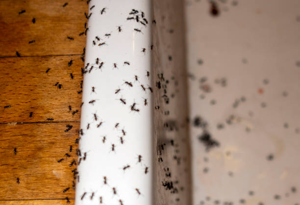 Insect Control in Estelle, LA