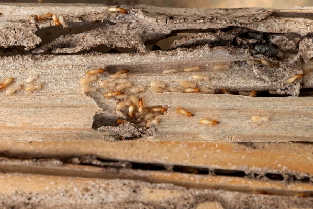 Best Best Pest Control Companies  in Estelle, LA